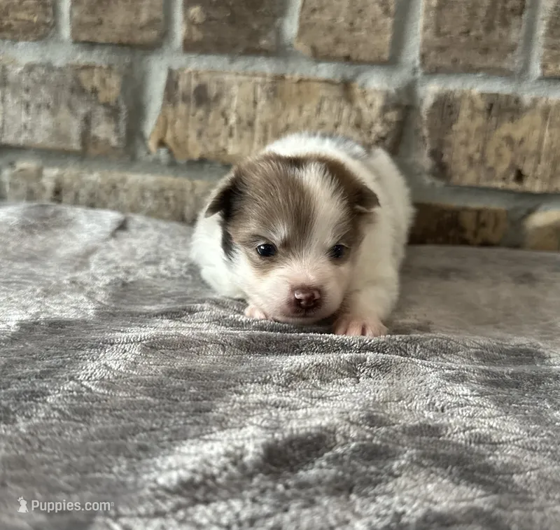 Izzy  – Pomeranian puppy for sale in Stringer, MS