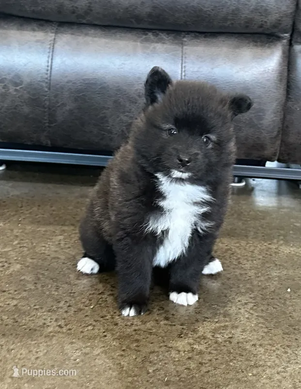 Pup Dakota  – Pomeranian, Pomsky puppy for sale in Stringer, MS
