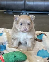 Lulu , a female Pomeranian for sale in Stringer, MS – 5 of 5