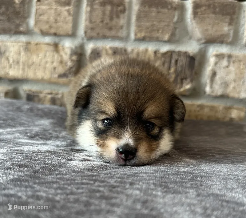 Pup Koda  – Pomeranian, Pomsky puppy for sale in Stringer, MS