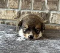 Pup Koda , a male Pomeranian and Pomsky for sale in Stringer, MS – 1 of 6