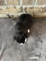 Pup Nova , a female Pomeranian and Pomsky for sale in Stringer, MS – 2 of 6