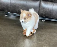 Chloe , a female Pomsky for sale in Stringer, MS – 2 of 7