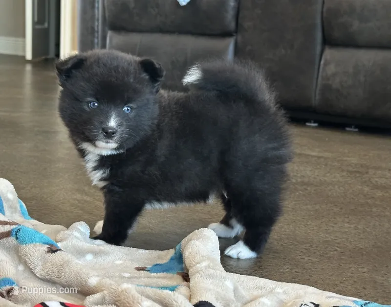 Puppy Zeus  – Siberian Husky, Pomeranian puppy for sale in Stringer, MS