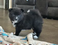 Puppy Zeus , a male Siberian Husky and Pomeranian for sale in Stringer, MS – 1 of 8