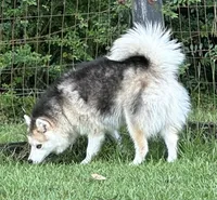 Pup Kira , a female Pomeranian and Pomsky for sale in Stringer, MS – 5 of 6
