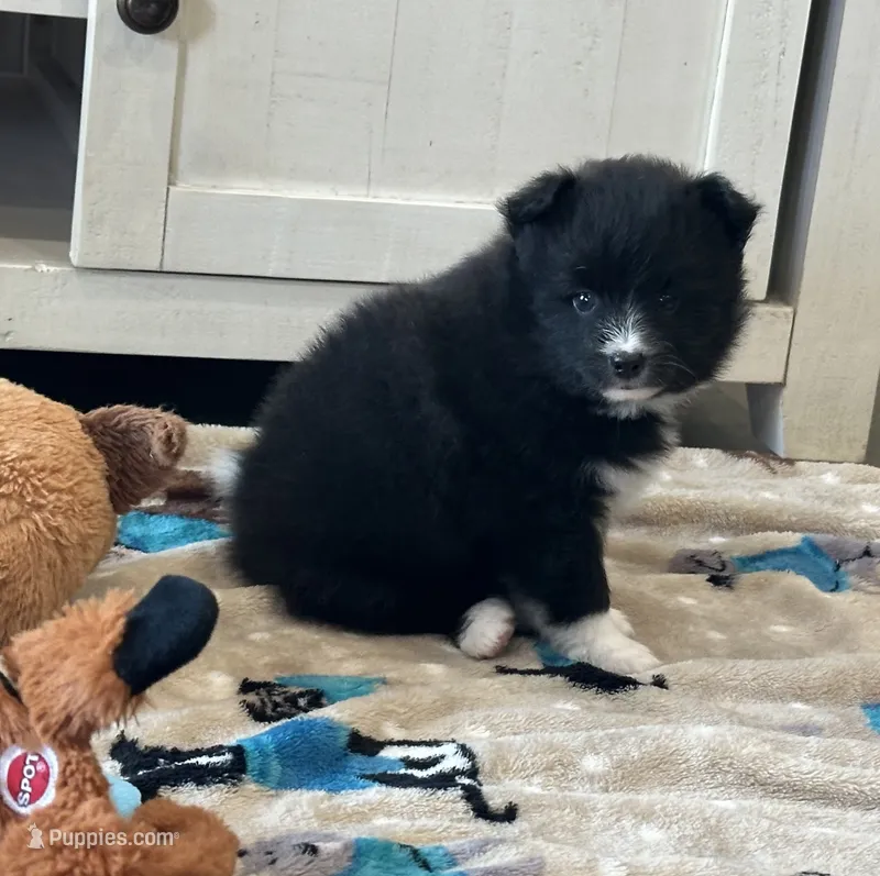 Puppy Nova  – Siberian Husky, Pomeranian puppy for sale in Stringer, MS