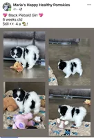 Panda , a female Pomsky for sale in Stringer, MS – 4 of 6