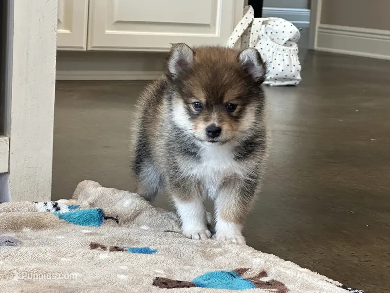 Koda  – Pomsky puppy for sale in Stringer, MS
