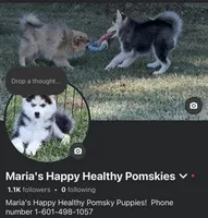 Zoe, a female Pomsky for sale in Stringer, MS – 4 of 5