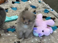 Coco , a male Pomeranian for sale in Stringer, MS – Photo 2 of 3