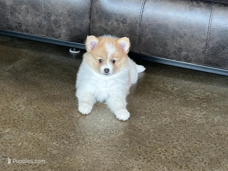 Pup Chloe  – Pomeranian, Pomsky puppy for sale in Stringer, MS