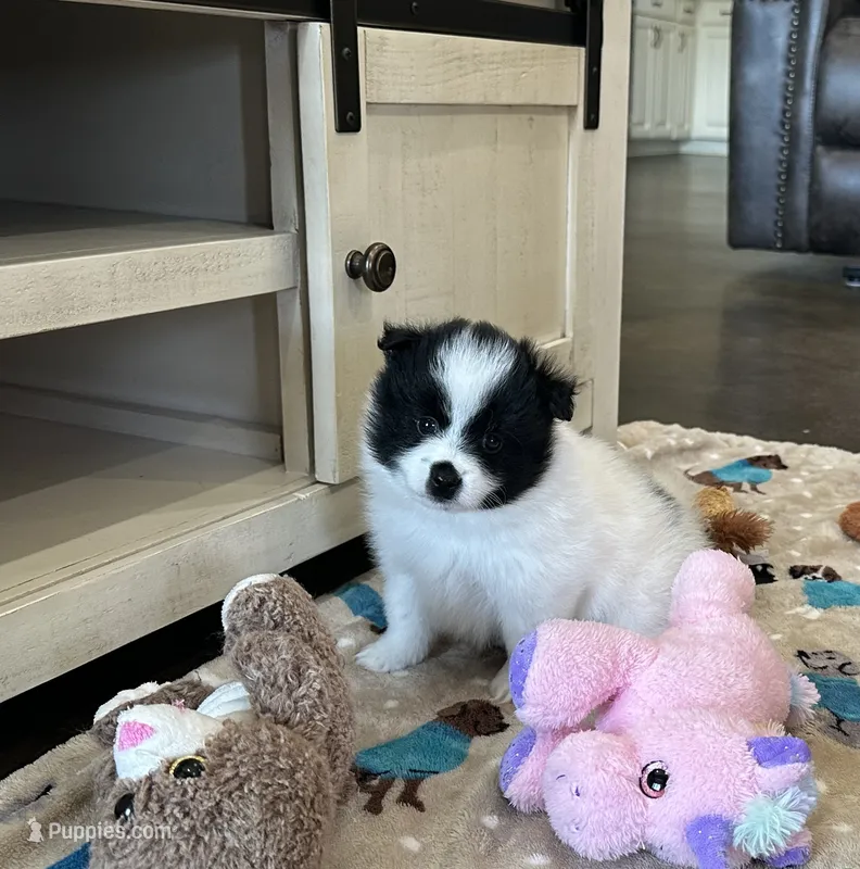 Panda  – Pomsky puppy for sale in Stringer, MS