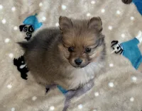 Zane, a male Pomeranian for sale in Stringer, MS – Photo 4 of 4