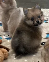 Zane, a male Pomeranian for sale in Stringer, MS – Photo 2 of 4