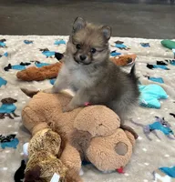 Zane, a male Pomeranian for sale in Stringer, MS – Photo 1 of 4