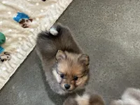 Zane, a male Pomeranian for sale in Stringer, MS – Photo 3 of 4