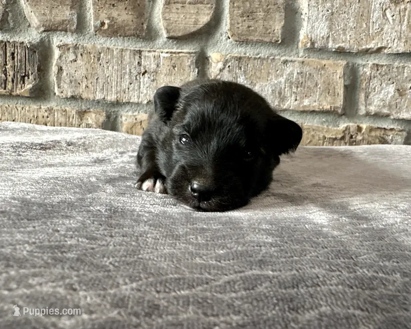 Dakota  – Pomsky puppy for sale in Stringer, MS