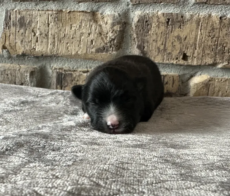 Nova  – Pomsky puppy for sale in Stringer, MS