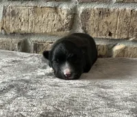 Nova , a female Pomsky for sale in Stringer, MS – 1 of 6