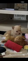Molly , a female Pomeranian for sale in Stringer, MS – 4 of 6