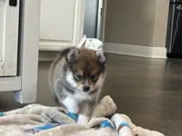 Puppy Koda , a male Siberian Husky and Pomeranian for sale in Stringer, MS – 3 of 8