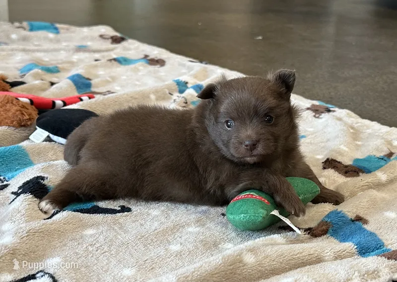 Coco  – Pomeranian puppy for sale in Stringer, MS