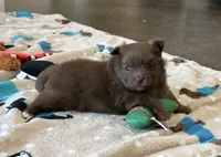 Coco , a female Pomeranian for sale in Stringer, MS – 1 of 4