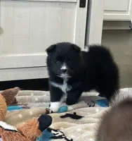 Nova , a female Pomsky for sale in Stringer, MS – 2 of 8
