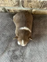 Pup Kira , a female Pomeranian and Pomsky for sale in Stringer, MS – 2 of 6