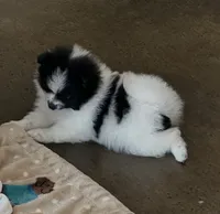 Pup Panda , a female Pomeranian and Pomsky for sale in Stringer, MS – 2 of 4