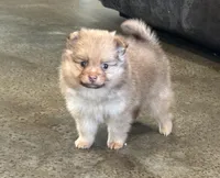 Ranger , a male Pomeranian for sale in Stringer, MS – Photo 4 of 4