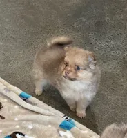 Ranger , a male Pomeranian for sale in Stringer, MS – Photo 1 of 4