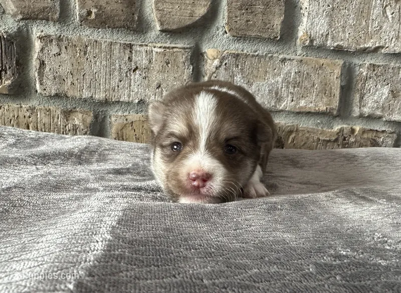 Kira  – Pomsky puppy for sale in Stringer, MS