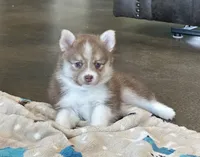 Puppy Kira , a female Siberian Husky and Pomeranian for sale in Stringer, MS – 3 of 9