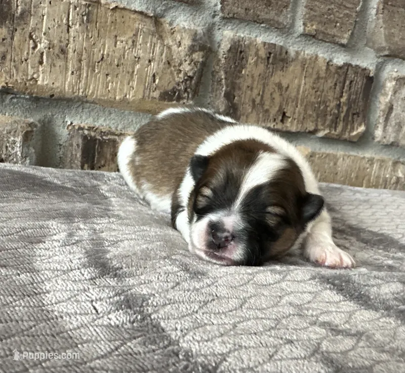 Zoe – Pomsky puppy for sale in Stringer, MS