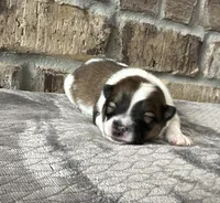 Zoe, a female Pomsky for sale in Stringer, MS – 1 of 5