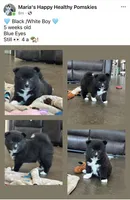 Puppy Zeus , a male Siberian Husky and Pomeranian for sale in Stringer, MS – 8 of 8