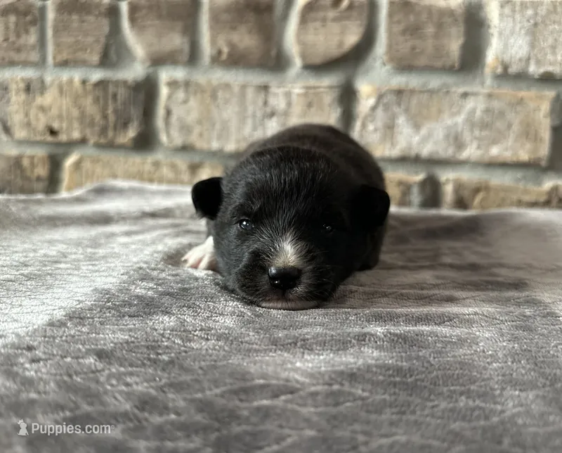 Zeus  – Pomsky puppy for sale in Stringer, MS