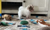 Ziggy , a male Pomeranian for sale in Stringer, MS – 2 of 9