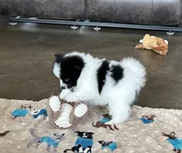 Panda , a female Pomsky for sale in Stringer, MS – 2 of 6