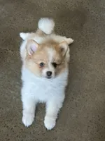 Pup Chloe , a female Pomeranian and Pomsky for sale in Stringer, MS – 3 of 3