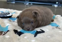 Coco , a female Pomeranian for sale in Stringer, MS – 2 of 4