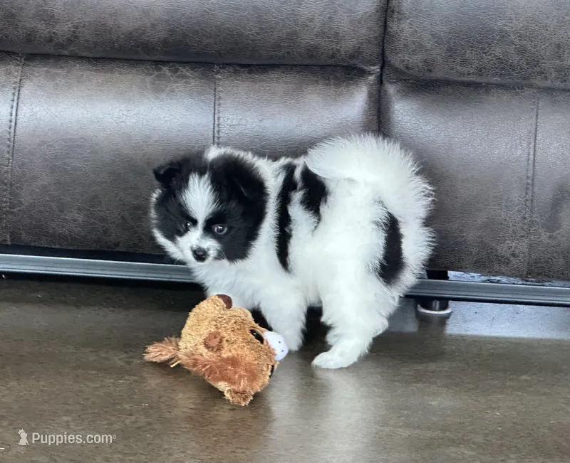 Panda , a female Pomsky for sale in Stringer, MS – 1 of 6
