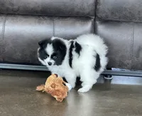 Panda , a female Pomsky for sale in Stringer, MS – 1 of 6