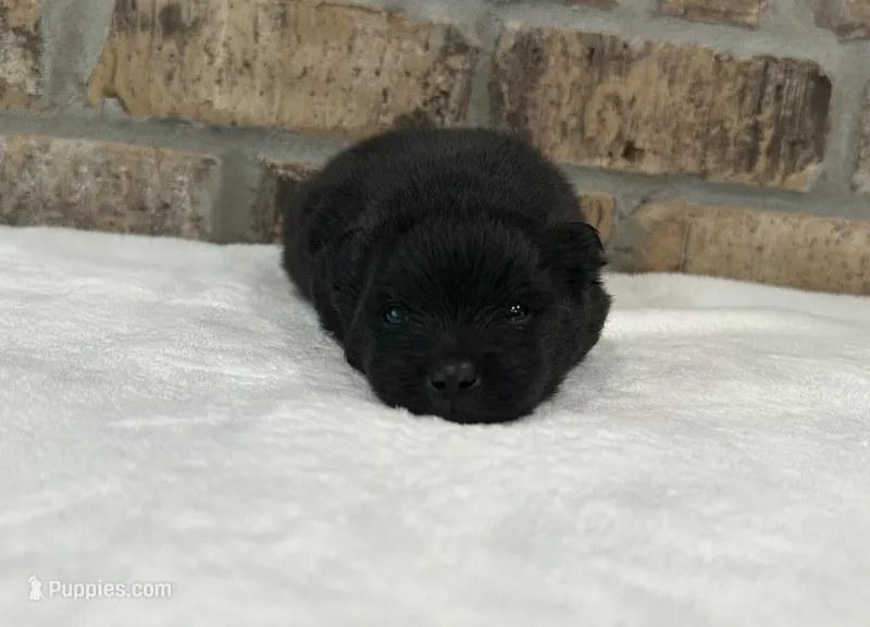 Shadow  – Pomeranian puppy for sale in Stringer, MS