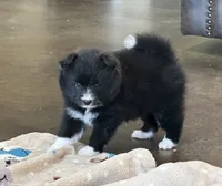 Puppy Nova , a female Siberian Husky and Pomeranian for sale in Stringer, MS – 3 of 8