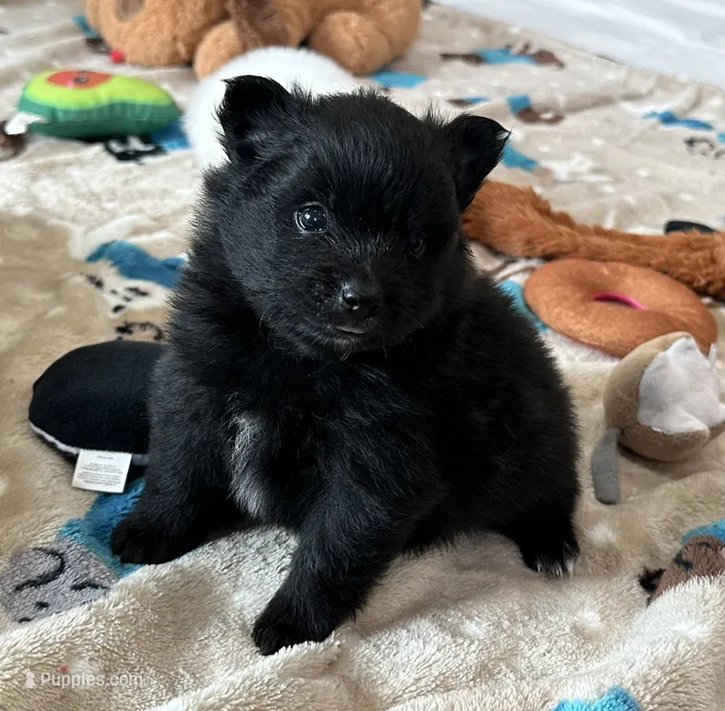 Shadow  – Pomeranian puppy for sale in Stringer, MS