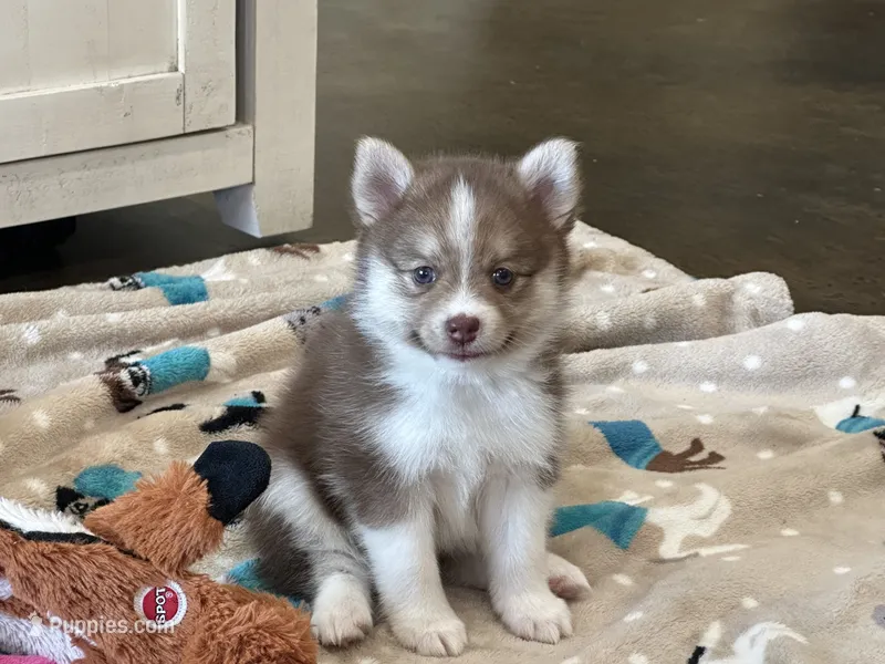 Pup Kira  – Pomeranian, Pomsky puppy for sale in Stringer, MS