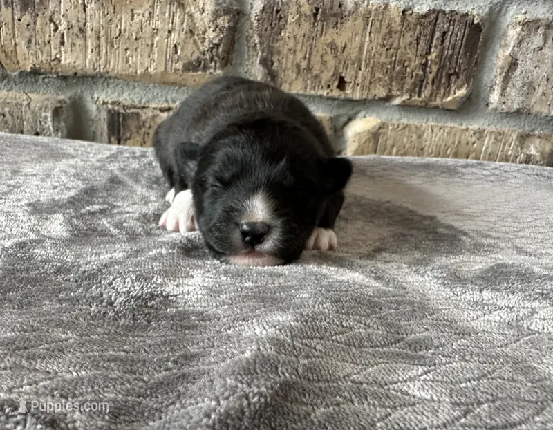 Zeus  – Pomsky puppy for sale in Stringer, MS